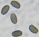 Kaumbeschleierter Mürbling, Foto 6