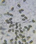 Kaumbeschleierter Mürbling, Foto 7