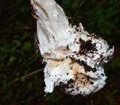 Kegelhütiger Knollenblätterpilz, Foto 12