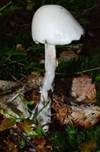 Kegelhütiger Knollenblätterpilz, Foto 14