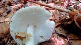 Kegelhütiger Knollenblätterpilz, Foto 27