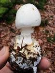 Kegelhütiger Knollenblätterpilz, Foto 29