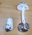Kegelhütiger Knollenblätterpilz, Foto 30