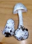 Kegelhütiger Knollenblätterpilz, Foto 32