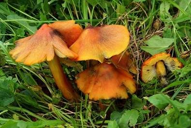 Kegeliger Saftling, Foto 2