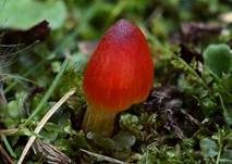 Kegeliger Saftling, Foto 14
