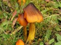 Kegeliger Saftling, Foto 16