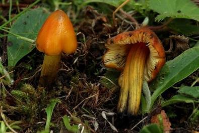Kegeliger Saftling, Foto 4