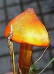 Kegeliger Saftling, Foto 33