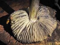 Kegeliger Saftling, Foto 44