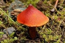 Kegeliger Saftling, Foto 7