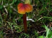 Kegeliger Saftling, Foto 8
