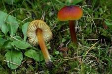 Kegeliger Saftling, Foto 11