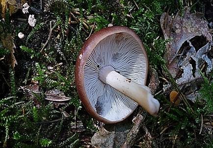 Kerbblättriger Rosasporrübling, Foto 4