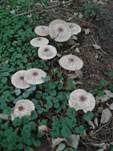 Keulenstieliger Garten-Safranschirmling, Foto 11