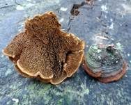 Kiefernfeuerschwamm, Foto 6