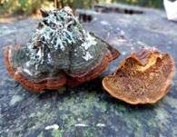 Kiefernfeuerschwamm, Foto 7