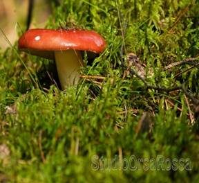 Kiefernspeitäubling, Foto 2