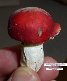 Kiefernspeitäubling, Foto 3