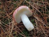 Kiefernspeitäubling, Foto 22