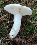 Kiefernspeitäubling, Foto 26