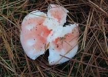 Kiefernspeitäubling, Foto 27
