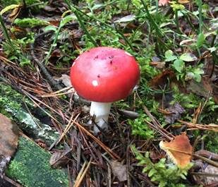 Kiefernspeitäubling, Foto 6