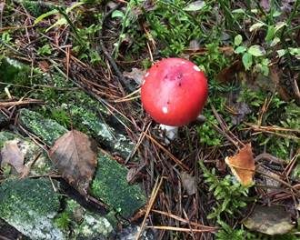 Kiefernspeitäubling, Foto 7