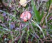 Kiefernspeitäubling, Foto 9
