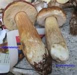Kiefernsteinpilz, Foto 17