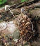 Kiefernzapfenhelmling, Foto 17