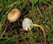 Kiefernzapfenrübling, Foto 12