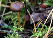 Kiefernzapfenrübling, Foto 6