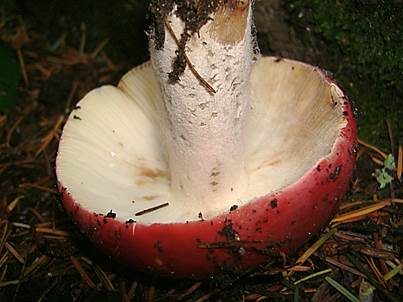 Kirschroter Speitäubling, Foto 5