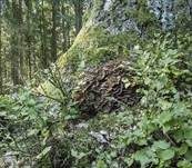 Klapperschwamm, Foto 12