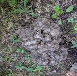 Klapperschwamm, Foto 22
