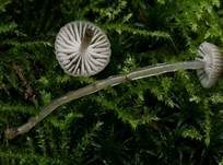 Klebriger Helmling, Foto 5