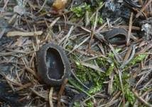 Kleine Becherlorchel, Foto 12