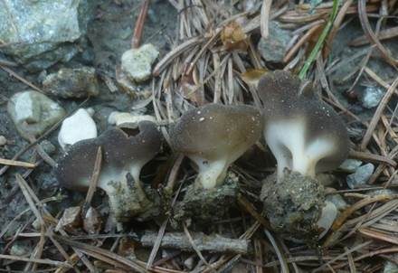 Kleine Becherlorchel, Foto 4
