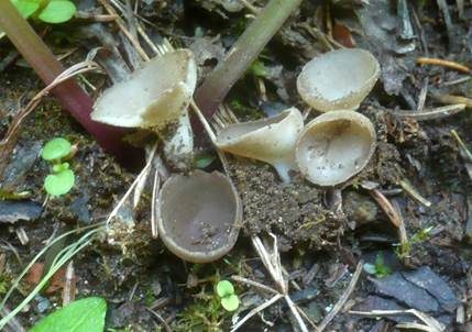Kleine Becherlorchel, Foto 5