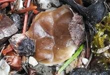 Kleine Becherlorchel, Foto 6