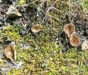 Kleine Becherlorchel, Foto 8