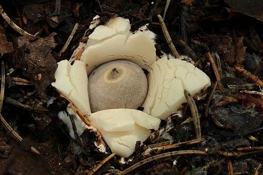Kleiner Nesterdstern, Foto 2