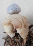 Kleiner Nesterdstern, Foto 6