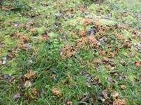 Kleiner Rausportintling, Foto 6