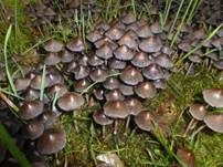 Kleiner Rausportintling, Foto 8