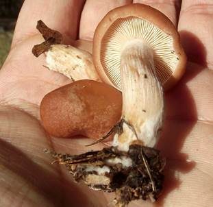 Kleiner Tellerling, Foto 5