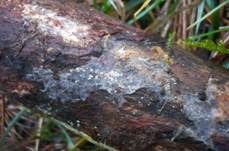 Kleines Nadelholz-Haarbecherchen, Foto 8