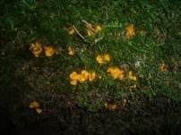 Kleinkelchiges Becherchen, Foto 14