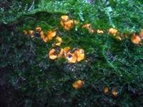 Kleinkelchiges Becherchen, Foto 10